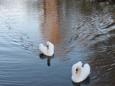 Mute swan - De Zonnegloed - Animal park - Animal refuge centre 